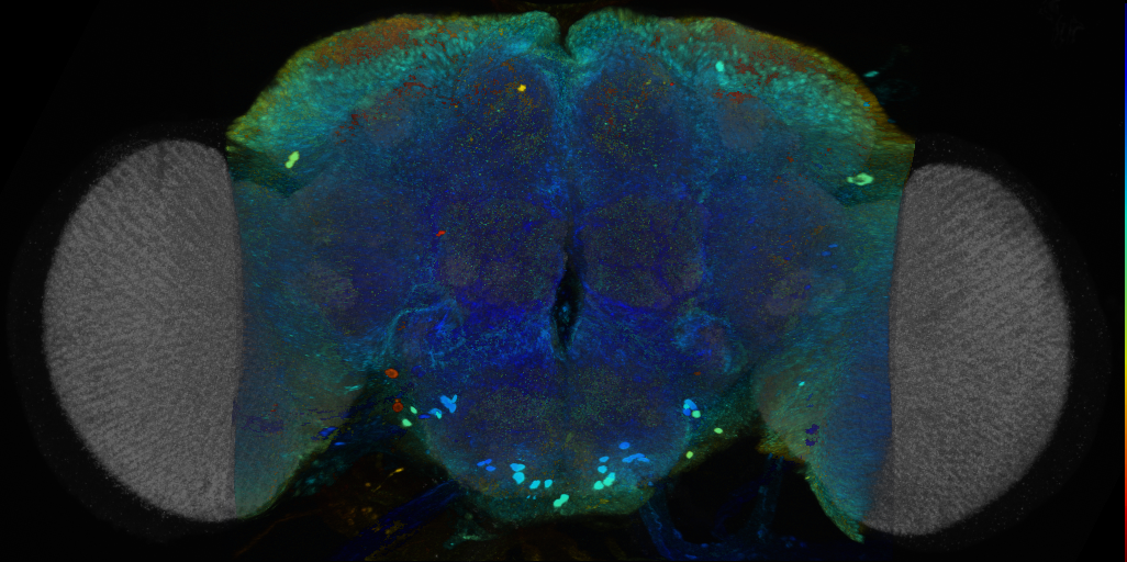 P{VT021016-GAL4} expression pattern