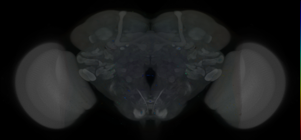 P{VT021042-GAL4} expression pattern