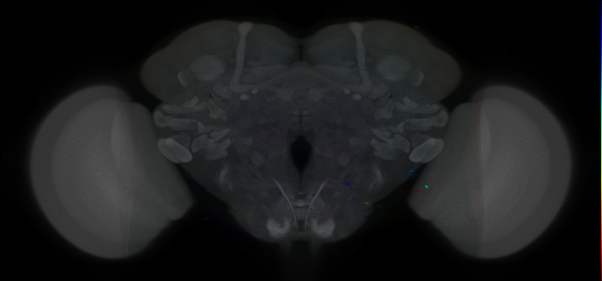 P{VT021042-GAL4} expression pattern