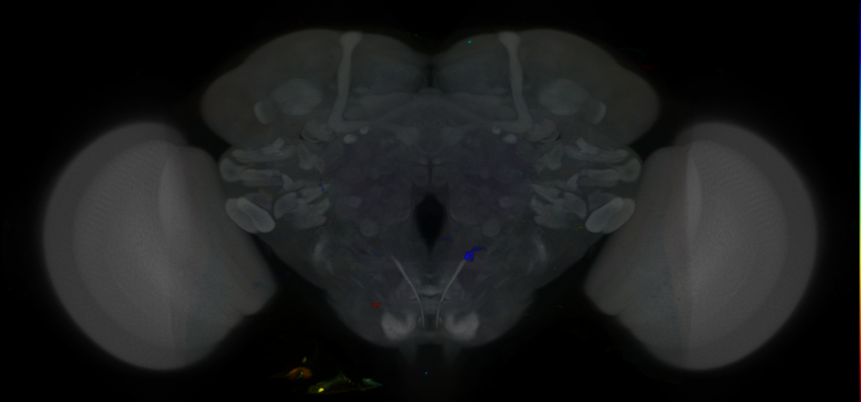 P{VT021042-GAL4} expression pattern