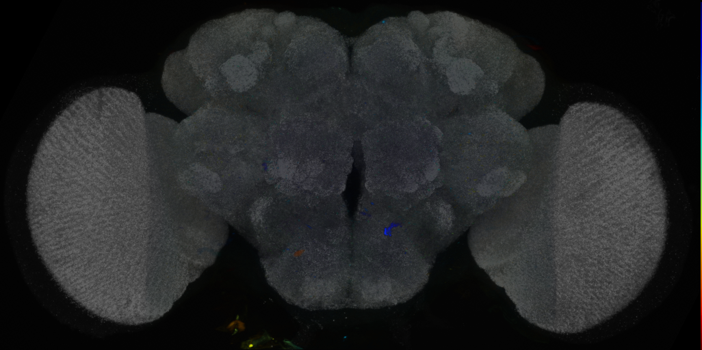 P{VT021042-GAL4} expression pattern