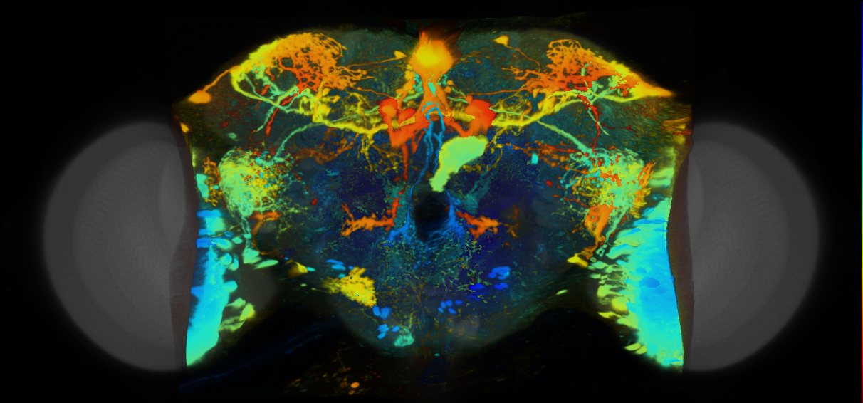 P{VT021046-GAL4} expression pattern