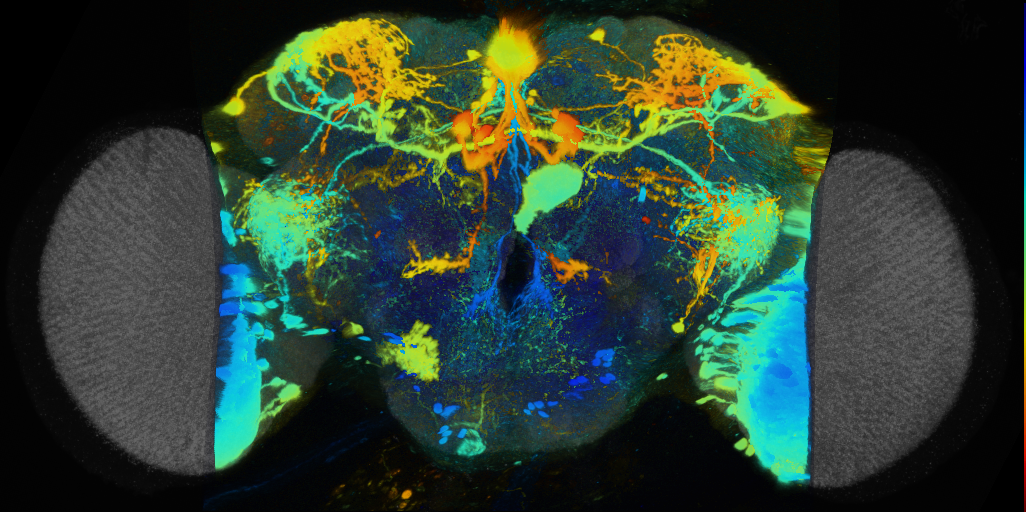 P{VT021046-GAL4} expression pattern