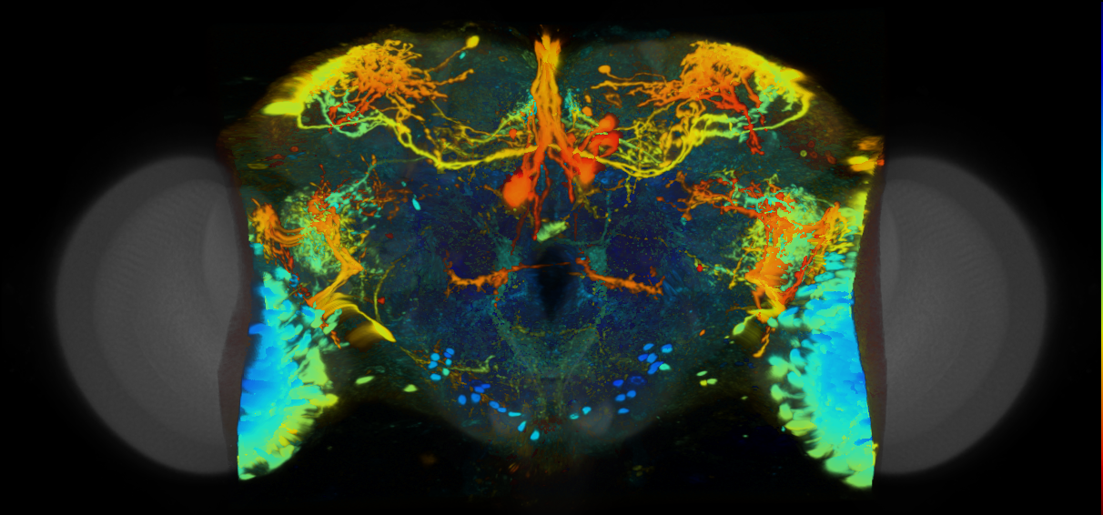P{VT021046-GAL4} expression pattern