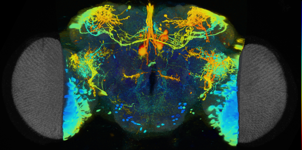 P{VT021046-GAL4} expression pattern