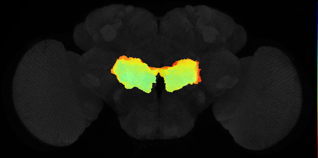 superior posterior slope on adult brain template JFRC2