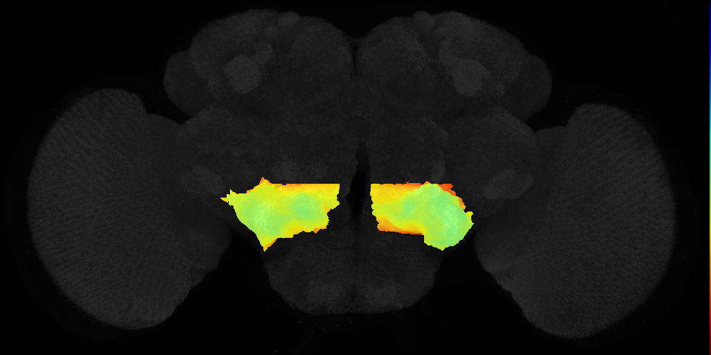 inferior posterior slope on adult brain template JFRC2