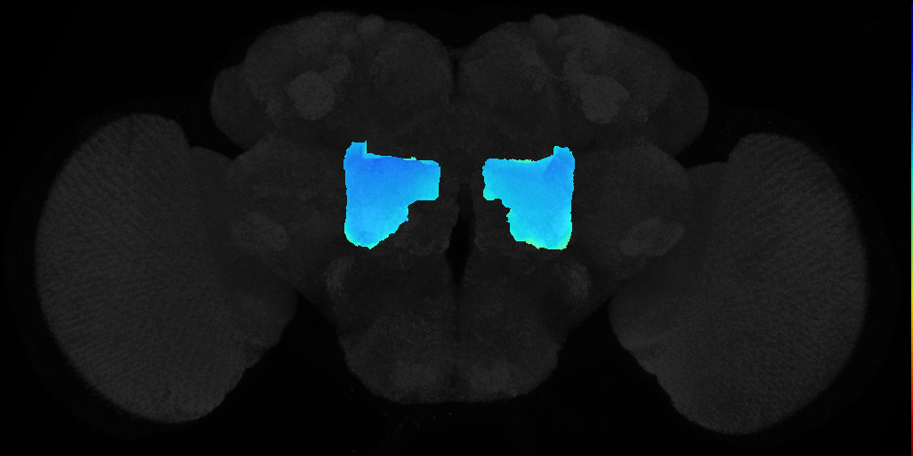 lateral accessory lobe on adult brain template JFRC2
