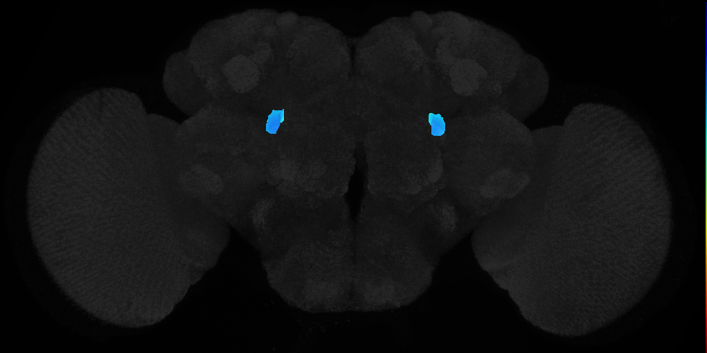 gall on adult brain template JFRC2