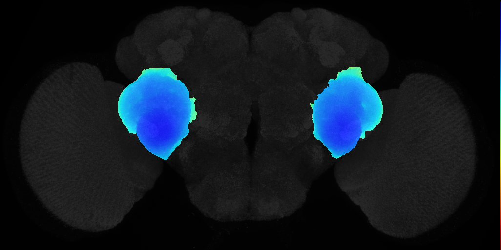 anterior ventrolateral protocerebrum on adult brain template JFRC2