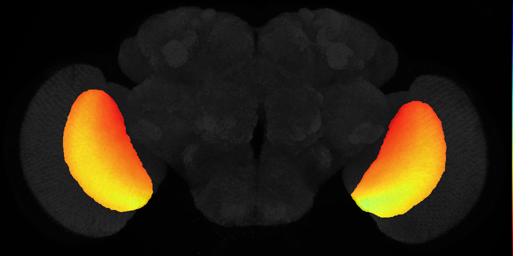 lobula plate on adult brain template JFRC2