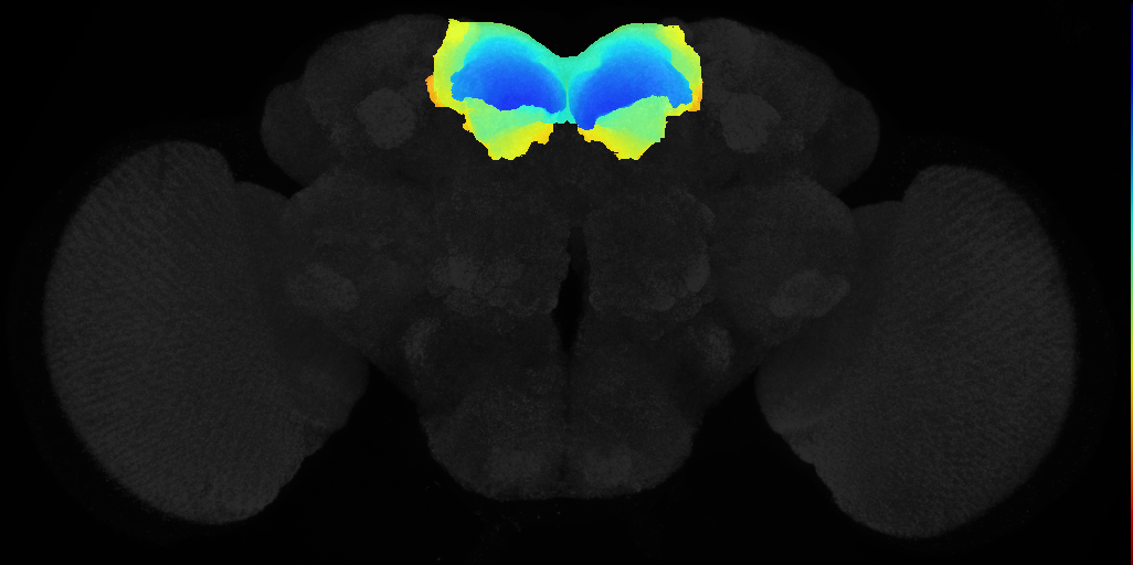 superior medial protocerebrum on adult brain template JFRC2