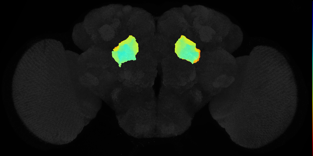 inferior clamp on adult brain template JFRC2
