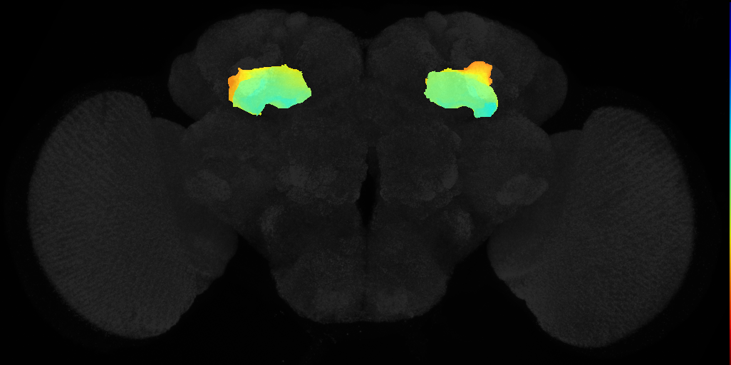 BrainName neuropils on adult brain JFRC2 (Jenett, Shinomya)