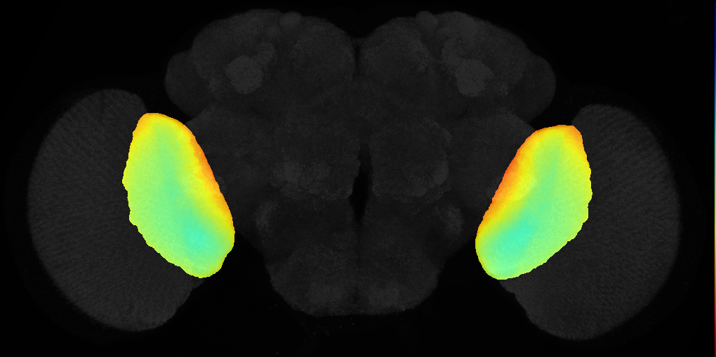 lobula on adult brain template JFRC2