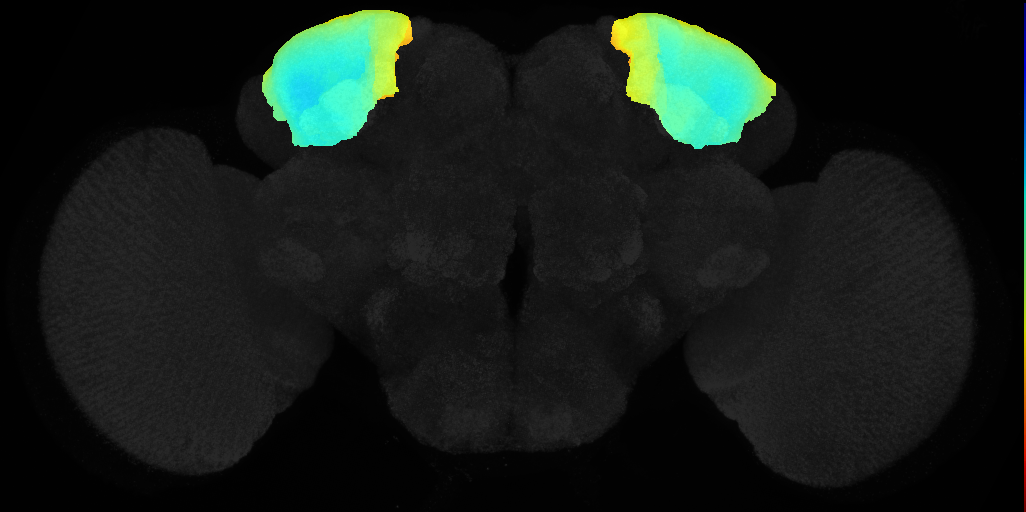 superior lateral protocerebrum on adult brain template JFRC2