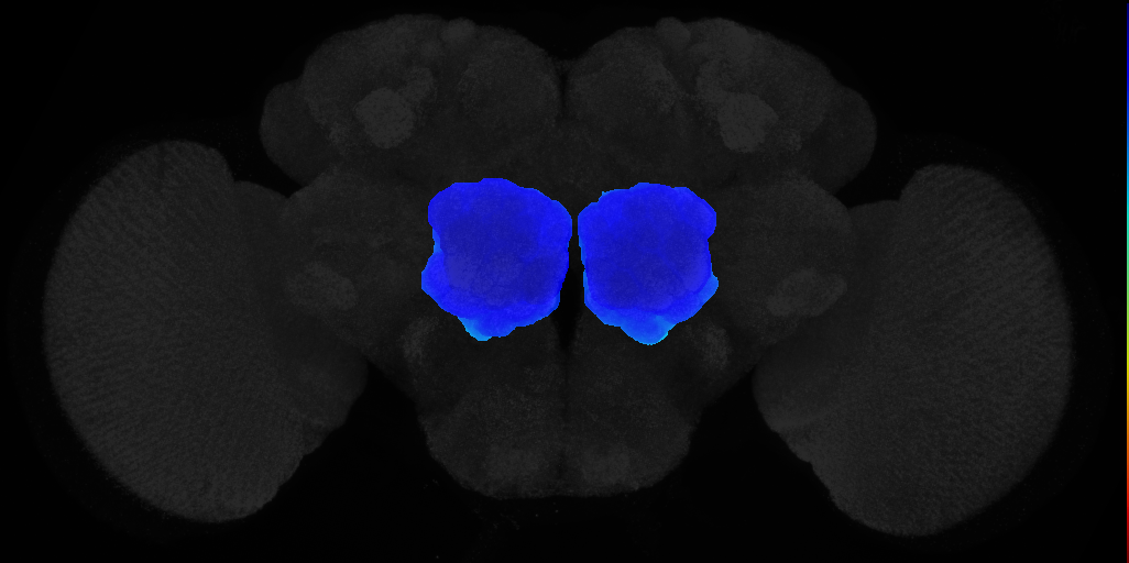 adult antennal lobe on adult brain template JFRC2