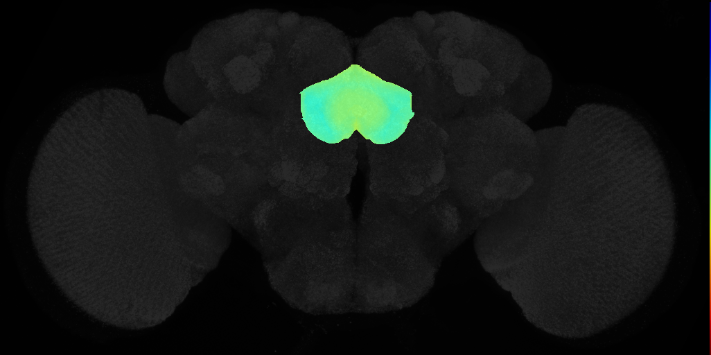 fan-shaped body on adult brain template JFRC2