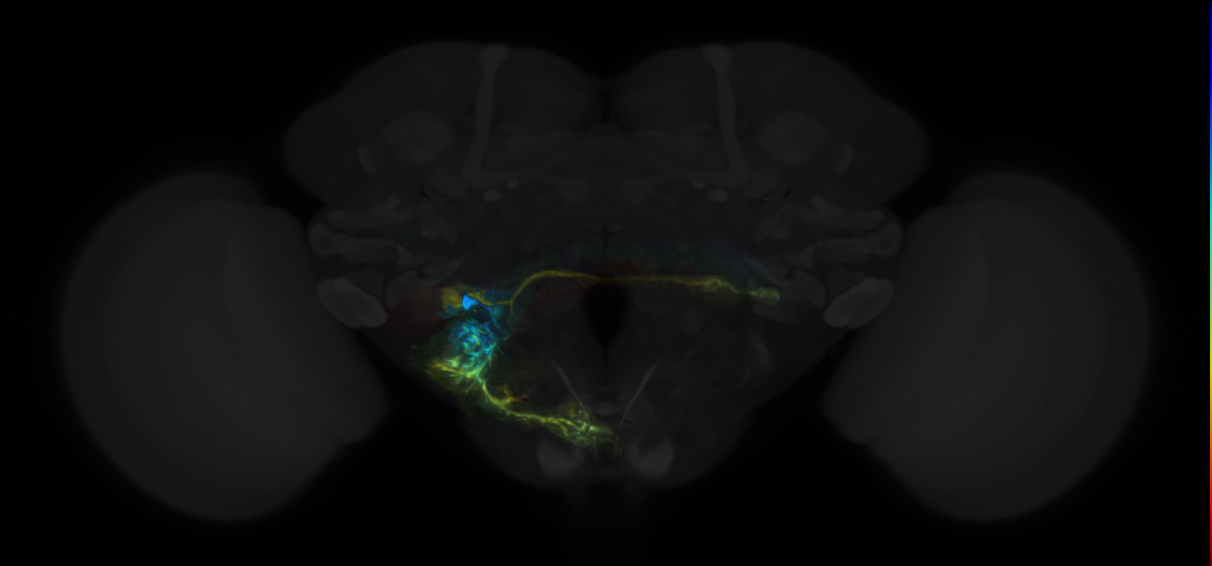 AMMC local and projection neurons (Matsuo2016)