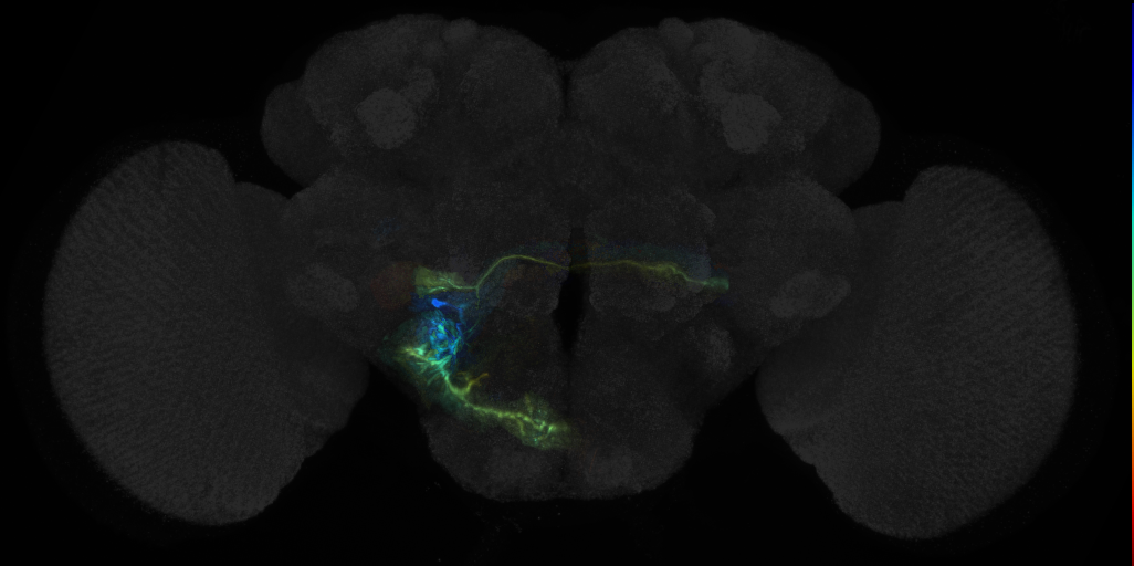 AMMC local and projection neurons (Matsuo2016)