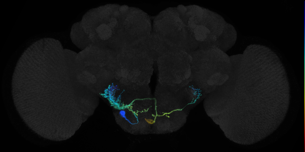 descending neuron of the gnathal ganglion