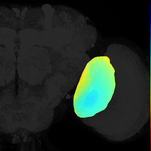 lobula on adult brain template Ito2014