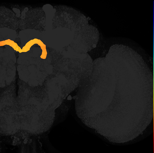 protocerebral bridge on adult brain template Ito2014