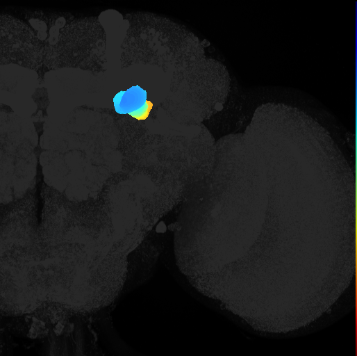 pedunculus of adult mushroom body on adult brain template Ito2014