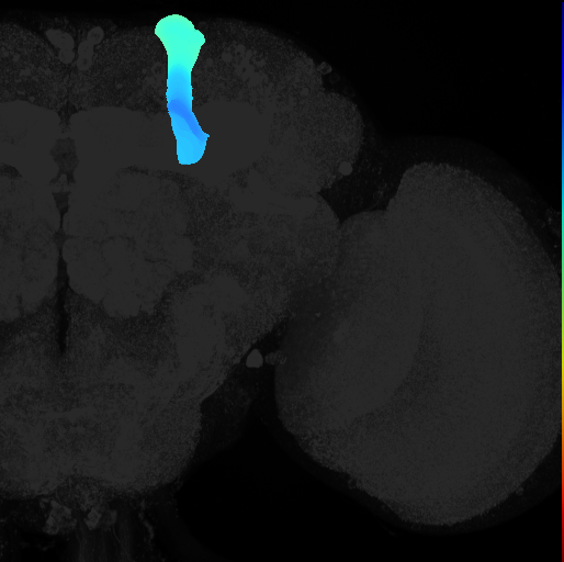 vertical lobe of adult mushroom body on adult brain template Ito2014