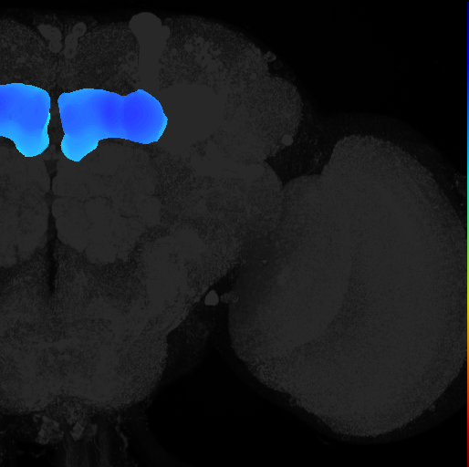 medial lobe of adult mushroom body on adult brain template Ito2014