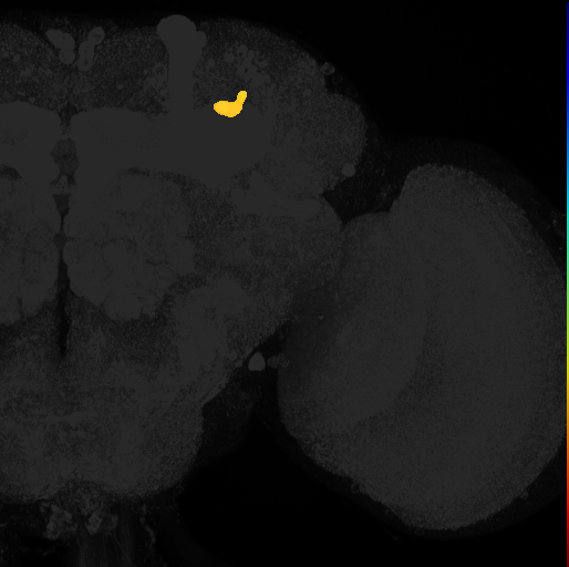mushroom body accessory calyx on adult brain template Ito2014