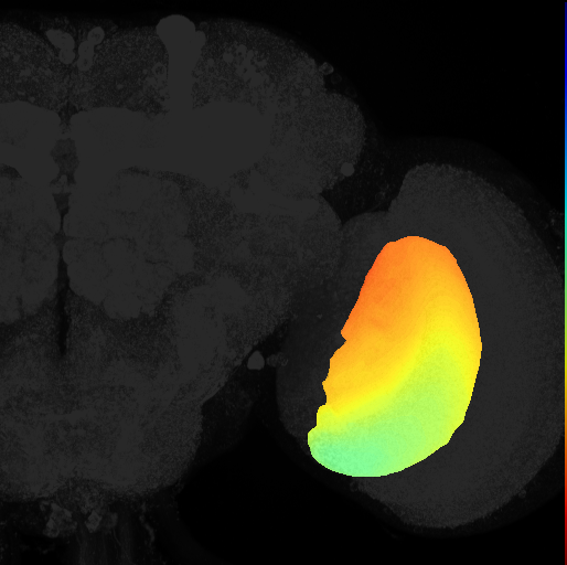 lobula plate on adult brain template Ito2014