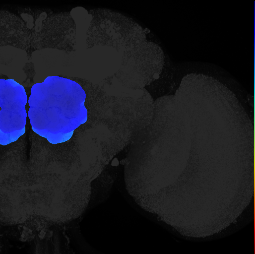 adult antennal lobe on adult brain template Ito2014