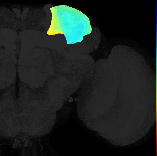superior lateral protocerebrum on adult brain template Ito2014