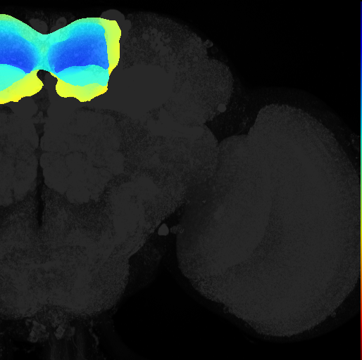superior medial protocerebrum on adult brain template Ito2014