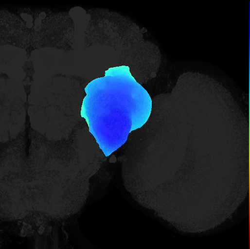 anterior ventrolateral protocerebrum on adult brain template Ito2014