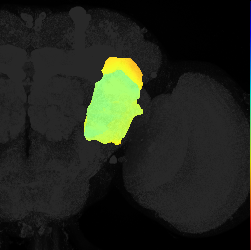 posterior lateral protocerebrum on adult brain template Ito2014