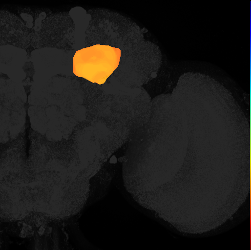 calyx of adult mushroom body on adult brain template Ito2014