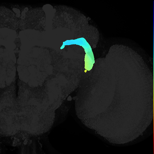 anterior optic tract on adult brain template Ito2014