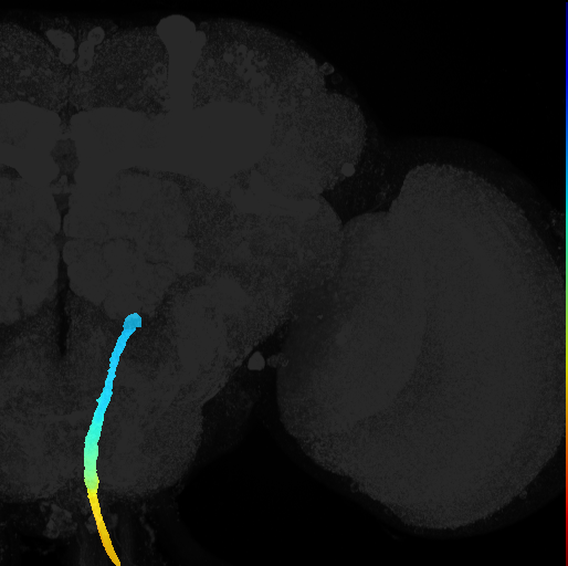 anterior cerebro-cervical fascicle on adult brain template Ito2014