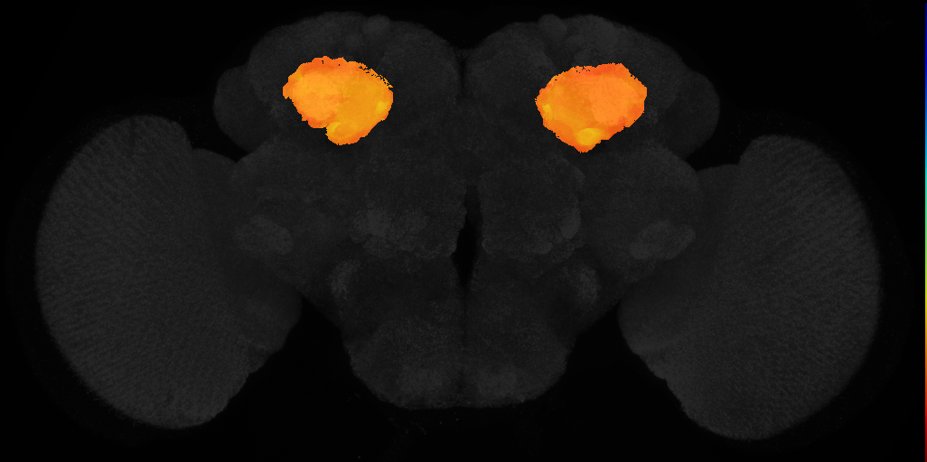 calyx of adult mushroom body on adult brain template JFRC2