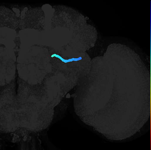 horizontal ventrolateral protocerebral fascicle