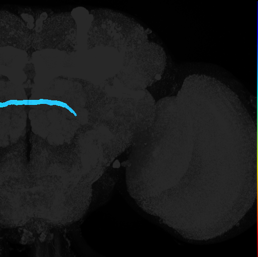 lateral accessory lobe commissure on adult brain template Ito2014