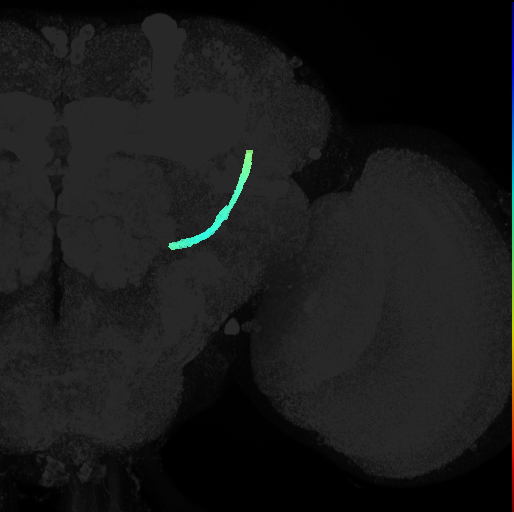 lateral antennal lobe tract on adult brain template Ito2014