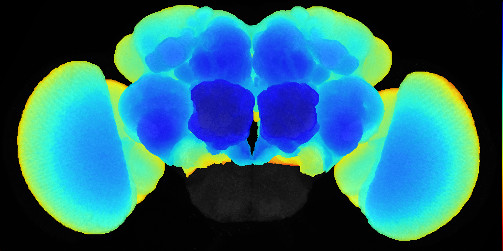 adult cerebral ganglion on adult brain template JFRC2