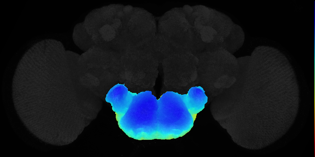adult subesophageal zone on adult brain template JFRC2