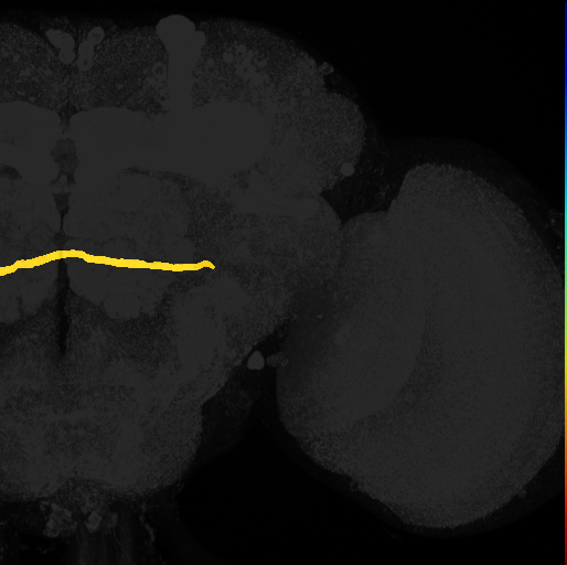 posterior posteriolateral protocerebral commissure on adult brain template Ito2014
