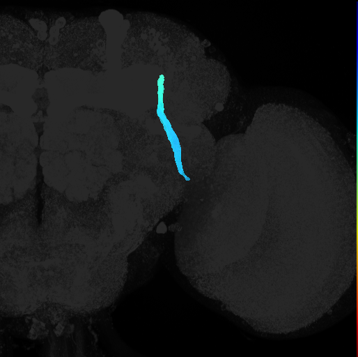 vertical ventrolateral protocerebral fascicle