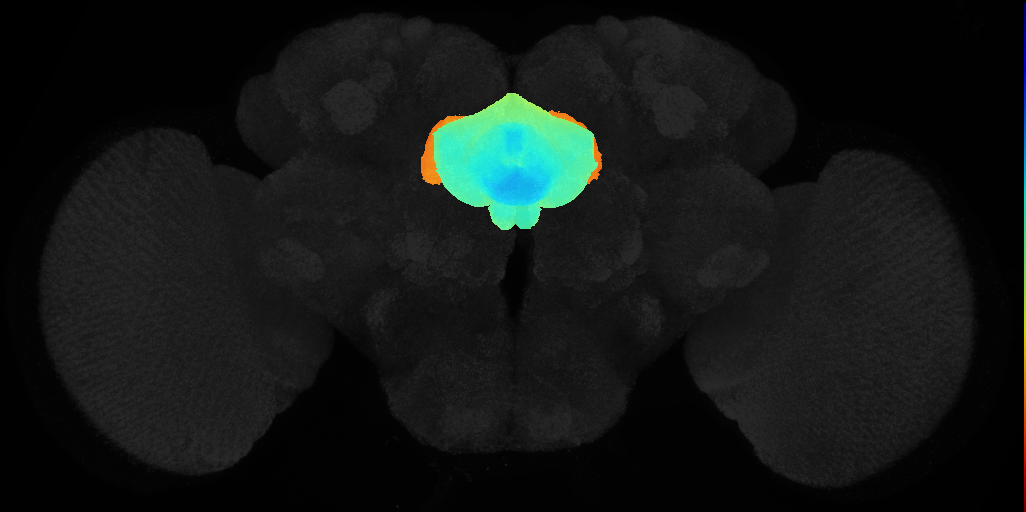 adult central complex on adult brain template JFRC2
