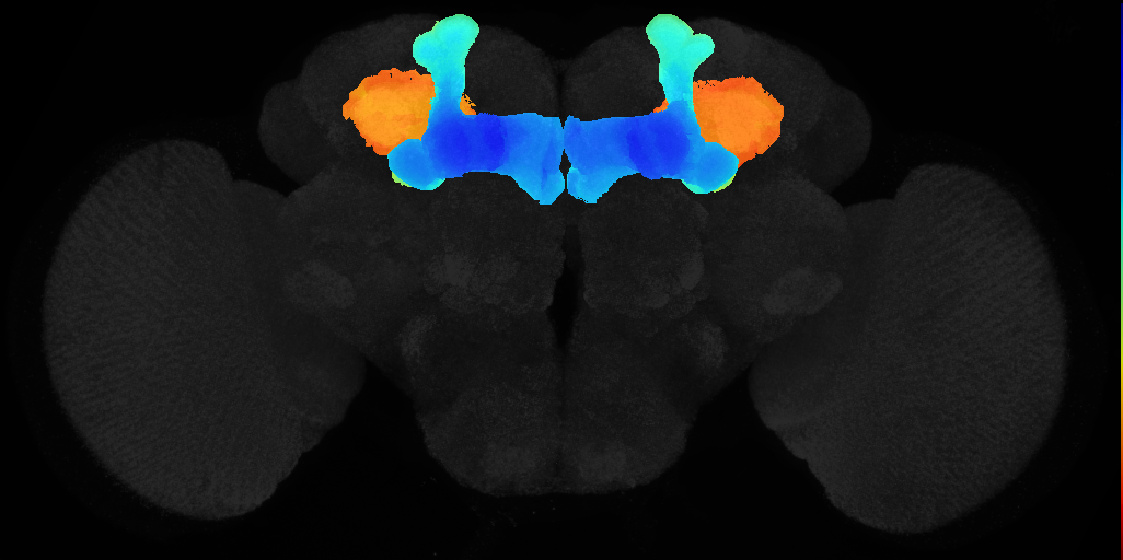 adult mushroom body on adult brain template JFRC2